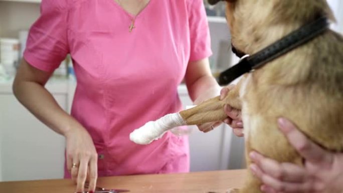 女兽医正在狗爪上绷带。杂种狗站在检查台上