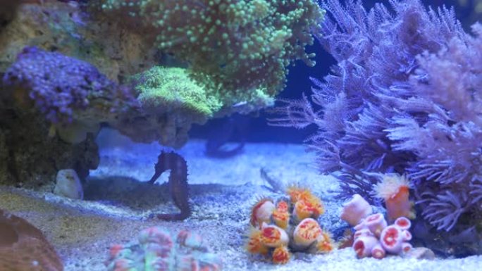 水族馆珊瑚中的海马。关闭海马在干净的水族馆水中在奇妙的珊瑚附近游泳。海洋水下热带异国生命自然背景。
