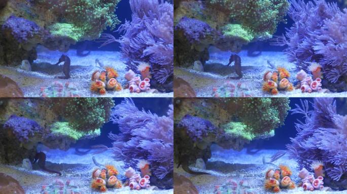 水族馆珊瑚中的海马。关闭海马在干净的水族馆水中在奇妙的珊瑚附近游泳。海洋水下热带异国生命自然背景。
