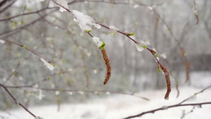 仲春突然降雪覆盖了所有树木，桦树花和小叶，积雪