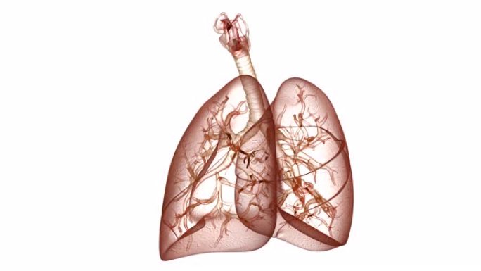 人体呼吸系统肺解剖