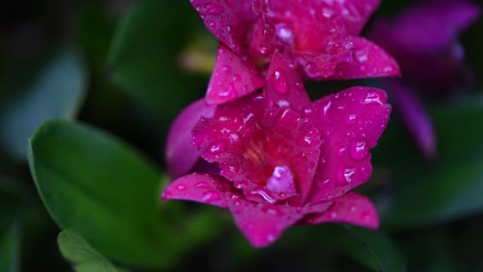 带水滴视频的粉红色花朵，热带雨林植物，热带雨林植物