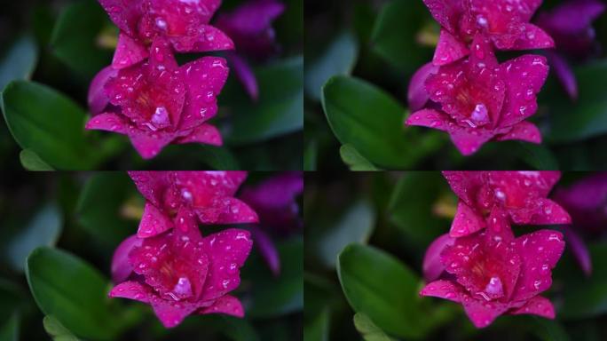 带水滴视频的粉红色花朵，热带雨林植物，热带雨林植物