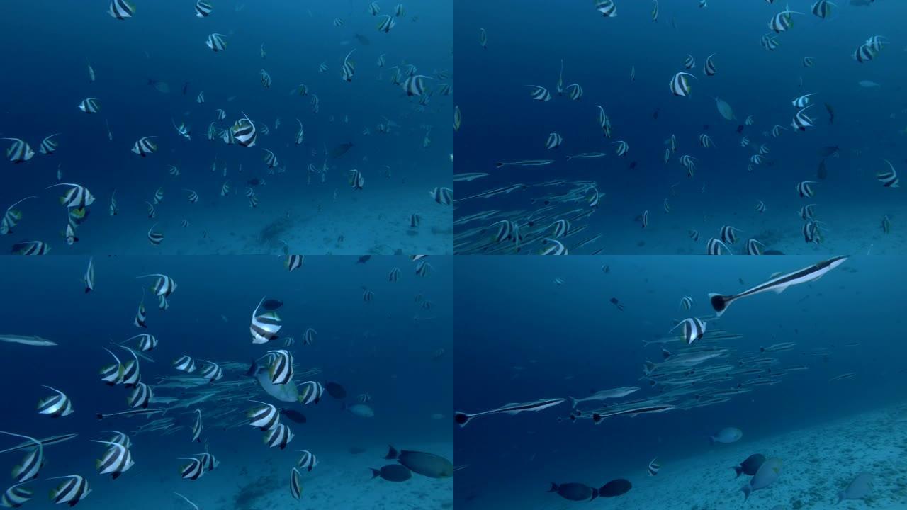 Remora鱼学校和学校班纳鱼在蓝色水中游泳