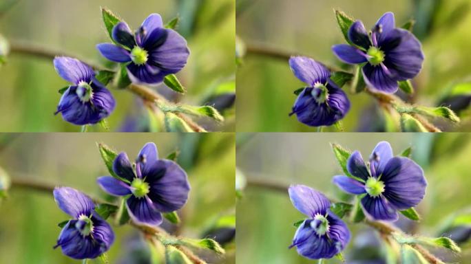 小蓝花盛开，开它的花，春天发芽过程的极端特写，巨大的宏观世界