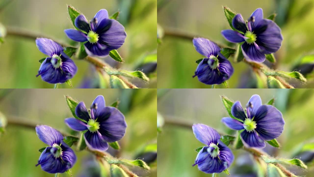 小蓝花盛开，开它的花，春天发芽过程的极端特写，巨大的宏观世界