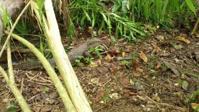 亚洲水监控蜥蜴在森林中的地面上的夹子