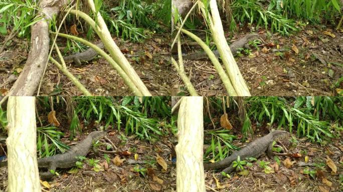 亚洲水监控蜥蜴在森林中的地面上的夹子