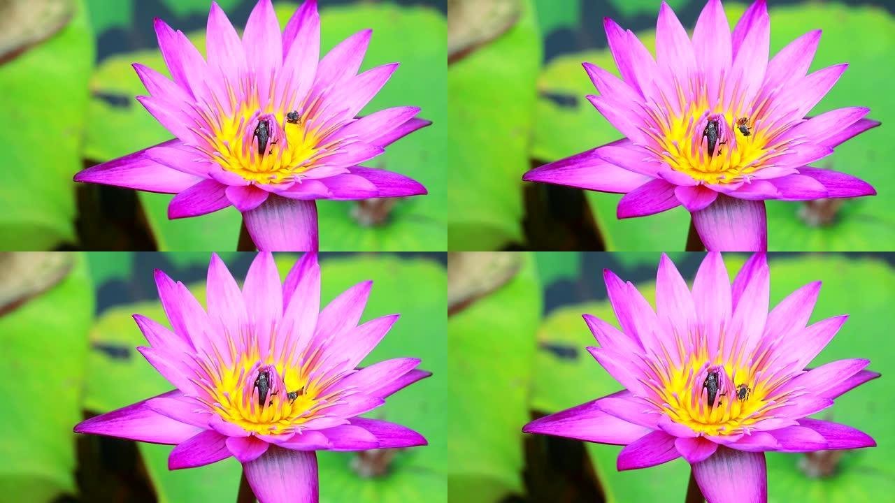 蜜蜂在池塘里盛开的浅粉莲花的花粉上发现甜