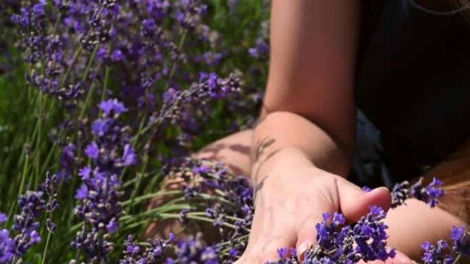 女孩的手抚摸着，在田野里嗅着紫色的薰衣草花。女人在夏天的阳光下温柔地拿着薰衣草。薰衣草花盛开。芳香疗