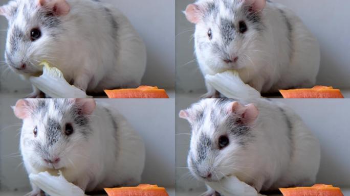 4k灰白色豚鼠在家咀嚼绿色沙拉叶和胡萝卜-动物食品和家庭宠物概念