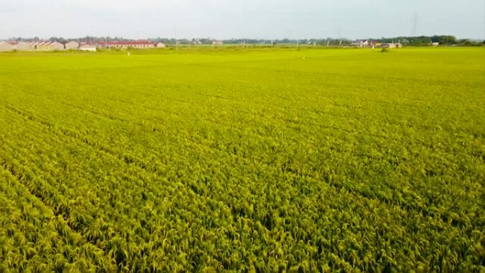 绿色的稻田质地。绿色水稻植物生长。鸟瞰图