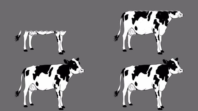 牛奶在灰色背景上填充玻璃奶牛框架的慢动作。