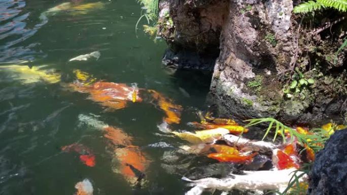 锦鲤池塘锦鲤池塘金鱼