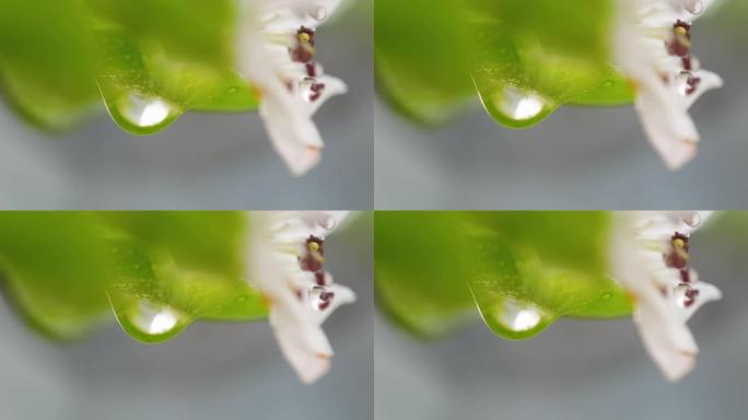 水滴在大自然的梨花上雨后雨滴