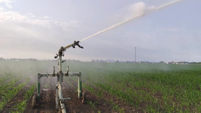 玉米田灌溉2