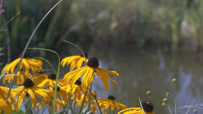 Rudbeckia hirta花在花园静静视频镜头中开花