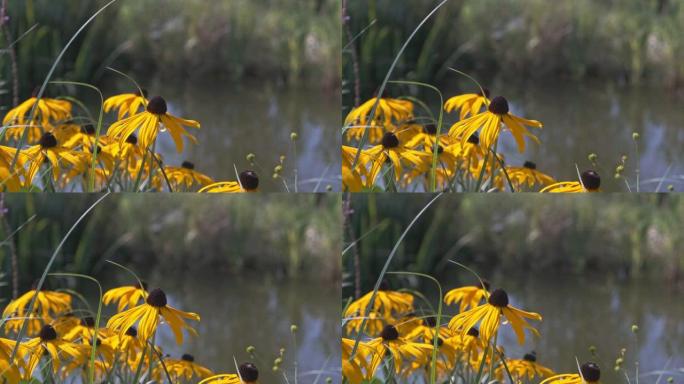 Rudbeckia hirta花在花园静静视频镜头中开花