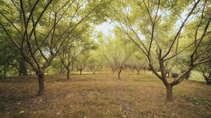 杨梅园场景实拍