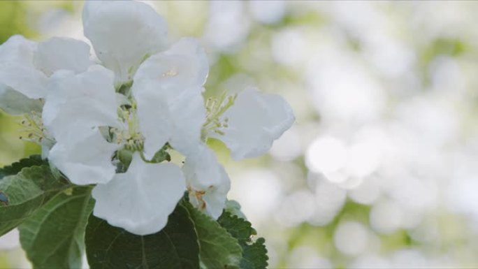 公园里的苹果开花，花朵在阳光下的风中慢慢摇曳