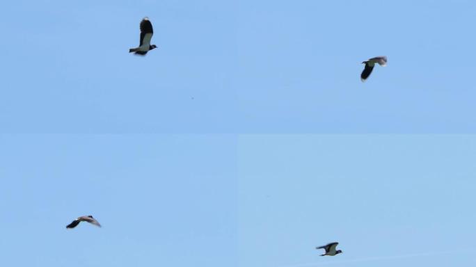 鸟儿在蓝天下飞翔。鸟儿在空中翱翔。慢动作。特写。
