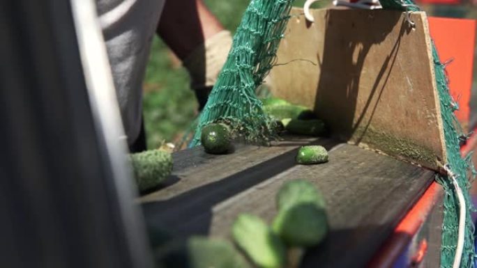 蔬菜加工自动线。保存黄瓜。收获黄瓜并将其包装在网袋中
