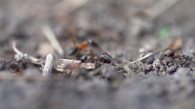 一只蚂蚁试图捡起一块比蚂蚁本身大的干树枝的特写