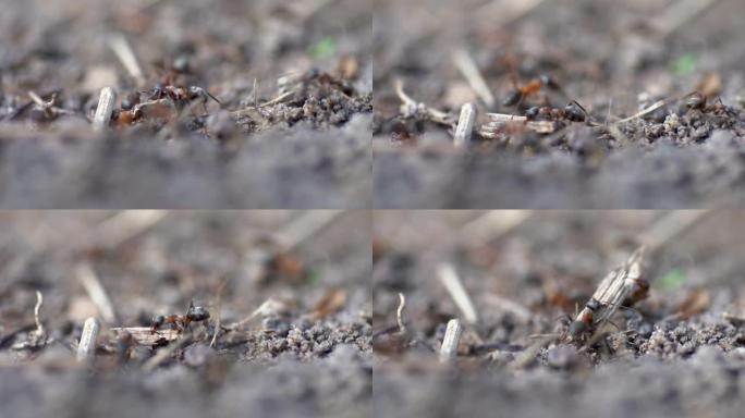 一只蚂蚁试图捡起一块比蚂蚁本身大的干树枝的特写