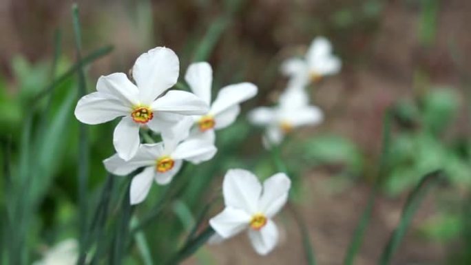 花坛上盛开的白色水仙花