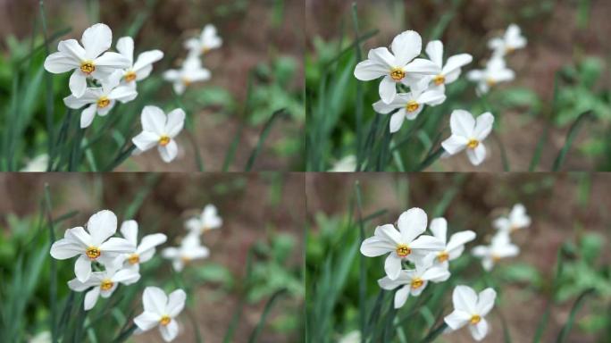 花坛上盛开的白色水仙花