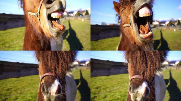 友好的快乐小马微笑着，在夏天展示它的牙齿