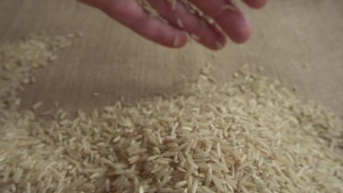 农夫从粗麻布中取大米。慢动作。