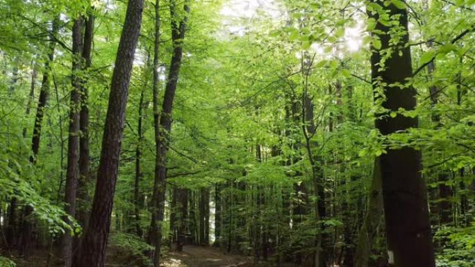春天的阳光明媚的森林