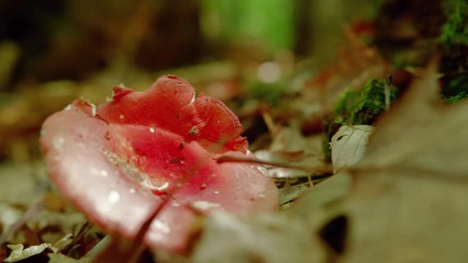 红红蘑菇与死叶