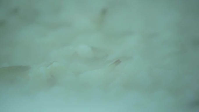 用于在有雾的冷冻柜中生产冷冻虾的虾