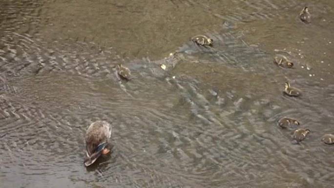 一只巨大的鸭子父母和孩子在河水浅水区笑着玩耍。