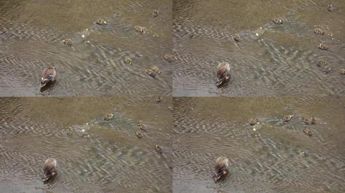 一只巨大的鸭子父母和孩子在河水浅水区笑着玩耍。