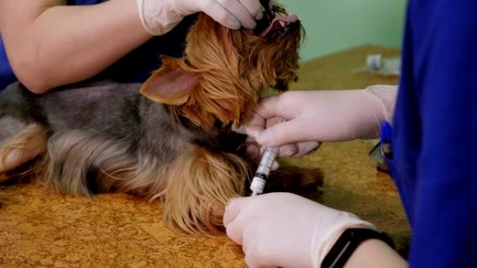 在兽医诊所给狗注射导管的医生的特写镜头。