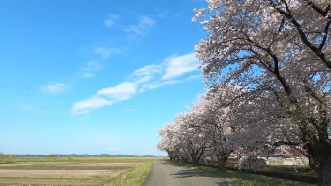 樱花路