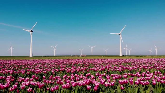 风车公园涡轮机，荷兰的红色郁金香花田，带花绿色能源的风车