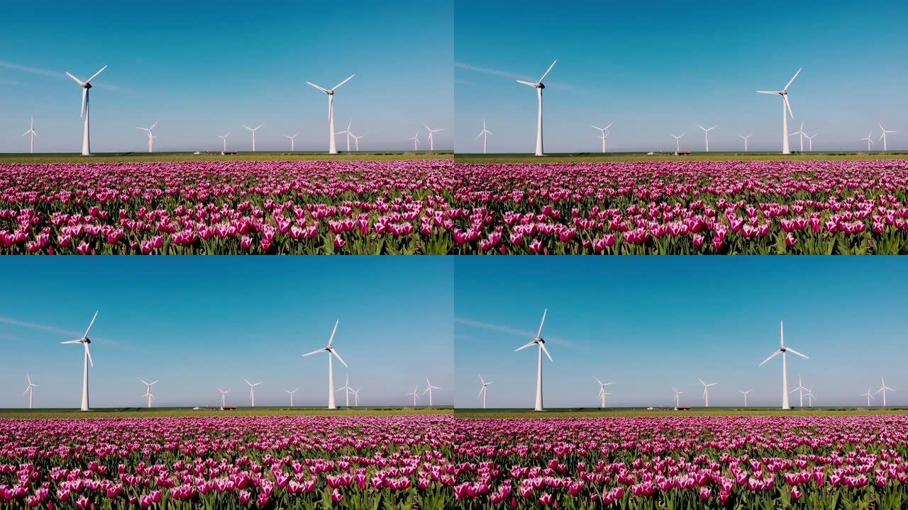 风车公园涡轮机，荷兰的红色郁金香花田，带花绿色能源的风车