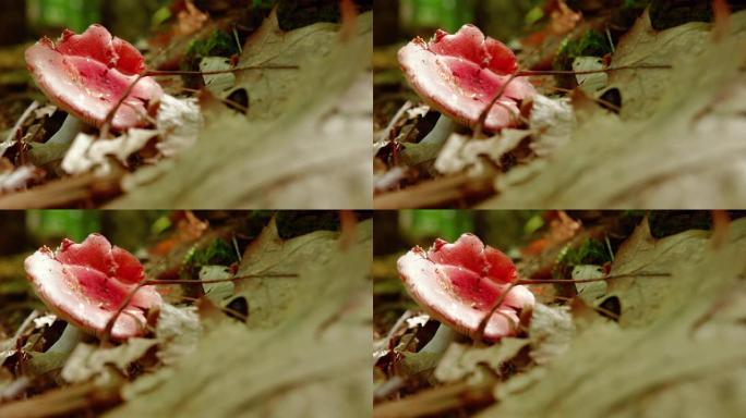 红红蘑菇与死叶