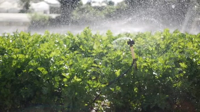 芹菜田喷水旋转喷头组。农业灌溉系统。在种植园飞溅的液滴