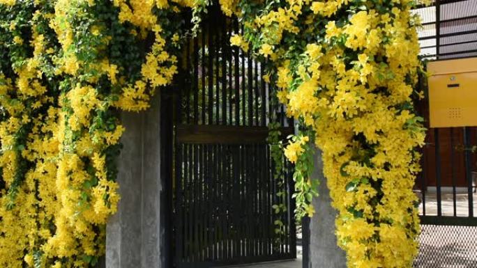 美丽的异国热带黄色花朵和绿色叶子的黄色邮箱墙壁背景，猫爪，猫爪藤，猫爪爬山虎植物