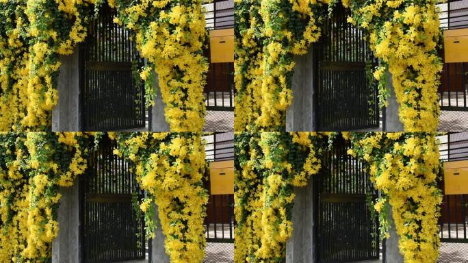 美丽的异国热带黄色花朵和绿色叶子的黄色邮箱墙壁背景，猫爪，猫爪藤，猫爪爬山虎植物