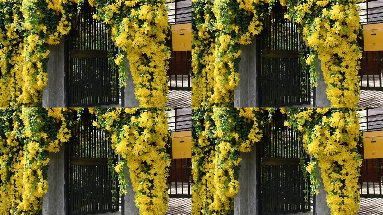美丽的异国热带黄色花朵和绿色叶子的黄色邮箱墙壁背景，猫爪，猫爪藤，猫爪爬山虎植物