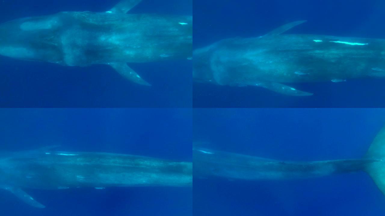 慢动作，蓝鲸的特写镜头在早晨的阳光中慢慢在蓝色的水中游泳。伟大的蓝鲸-巴兰翅小动物。水下射击，高角度