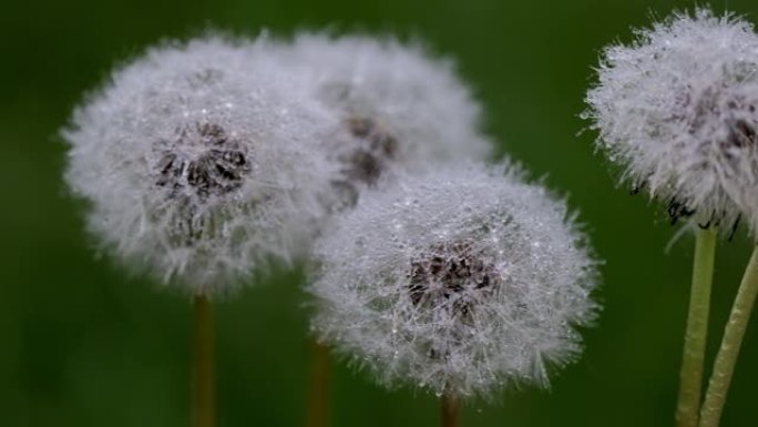 美丽的白色蓬松蒲公英，阳光下的蒲公英种子。模糊的自然绿色自然春天背景。盛开的蒲公英花从草丛中生长。宏