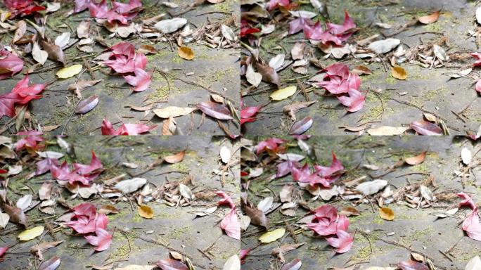 秋背景。绿色的地面上覆盖着红色的枫叶