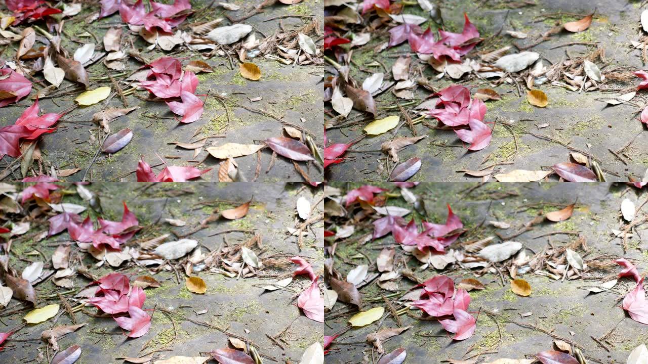 秋背景。绿色的地面上覆盖着红色的枫叶